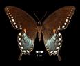 Papilioa (Pterourus) troilus  (Spicebush Swallowtail)