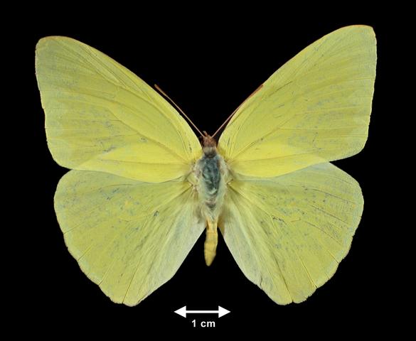 <b>Phoebis sennae (male) (Cloudless Sulphur)</b>