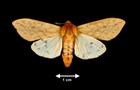Pyrrharctia isabella  (Isabella Tiger Moth)