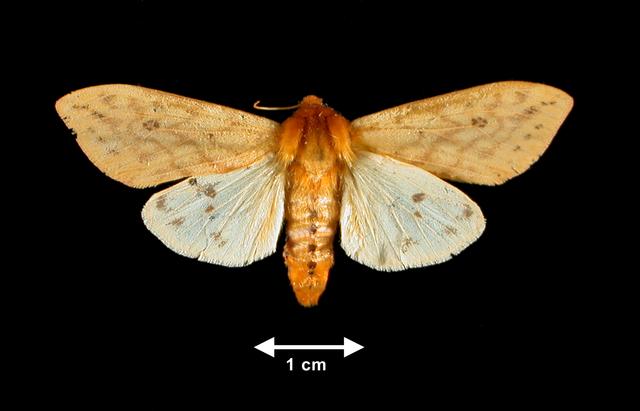 <b>Pyrrharctia isabella  (Isabella Tiger Moth)</b>
