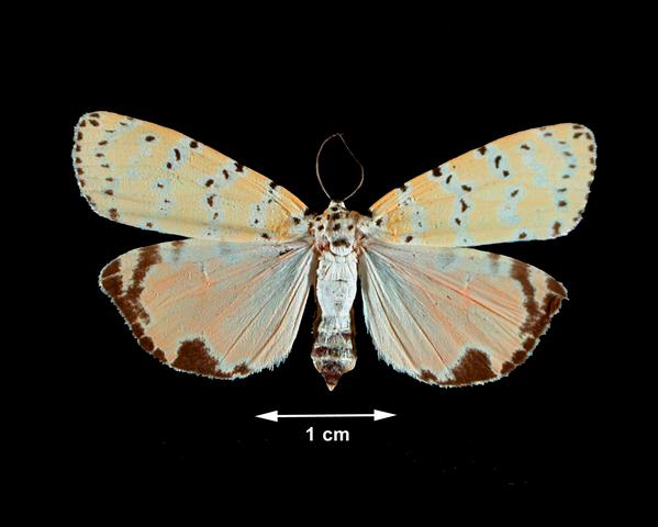 <b>Utetheisa bella (Bella Moth)</b>