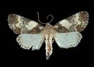 Cerma cerintha (Tufted Bird-dropping Moth)