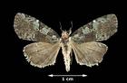 Leuconycta lepidula (Owlet Moth)