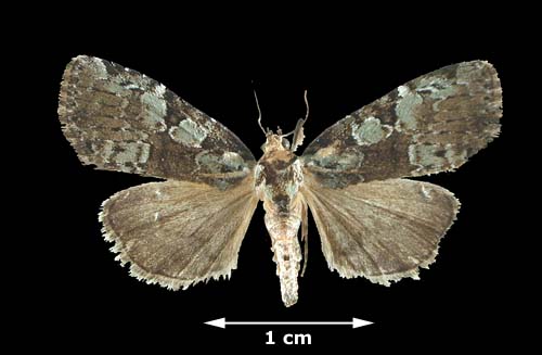 <b><i>Leuconycta lepidula</i> (Owlet Moth)</b>