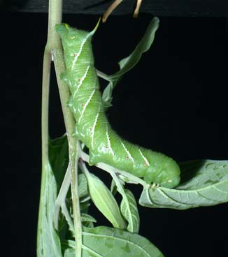 <b><i>Manduca sexta</i> (Tobacco Hornworm Larva)</b>