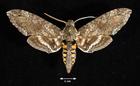Maduca sexta (Tobacco Hornworm Moth)