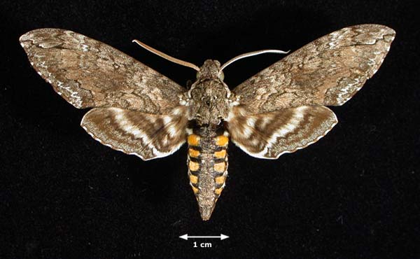 <b><i>Maduca sexta</i> (Tobacco Hornworm Moth)</b>