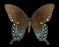 Papilio troilus (Spicebush Swallowtail)