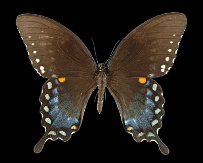 <b><i>Papilio troilus</i> (Spicebush Swallowtail)</b>