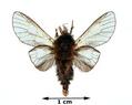 Thyridopteryx ephemeraeformis (Bagworm Moth)