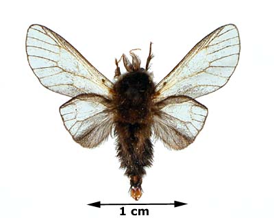 <b><i>Thyridopteryx ephemeraeformis</i> (Bagworm Moth)</b>