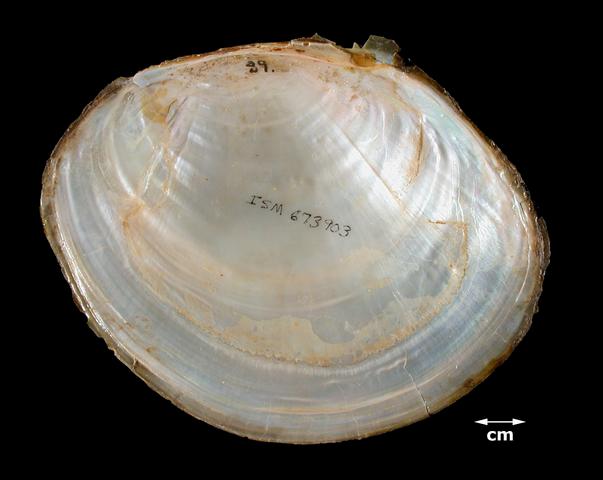 <b><i>Anodonta suborbiculata</i> (Flat Floater)</b>