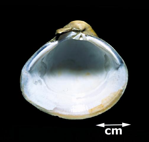 <b><i>Corbicula fluminea</i> (Asian Clam)</b>