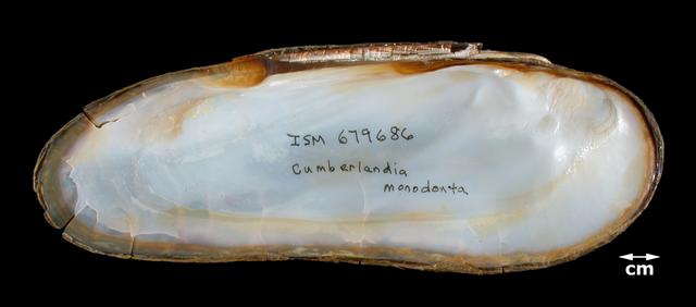 <b><i>Cumberlandia monodonta</i> (Spectaclecase)</b>