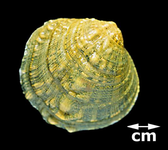 <b><i>Cyprogenia stegaria</i> (Fanshell)</b>