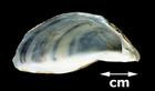 Dreissena polymorpha (Zebra mussel)