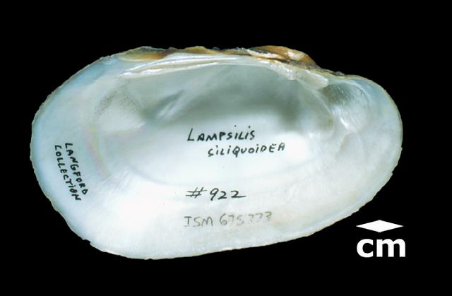 <b><i>Lampsilis siliquoidea</i> (Fatmucket)</b>