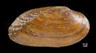 Lasmigona costata (Fluted-shell)