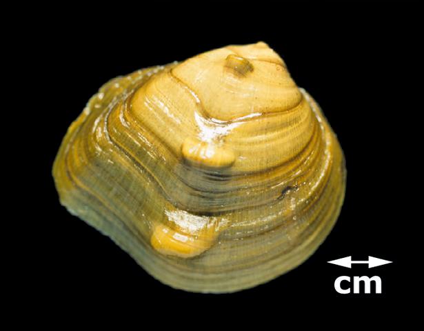 <b><i>Obliquaria reflexa</i> (Threehorn Wartyback)</b>