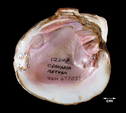 <b><i>Obovaria retusa</i> (Ring Pink)</b>