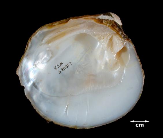 <b><i>Plethoblasus cooperianus</i> (Orange-foot Pimpleback)</b>