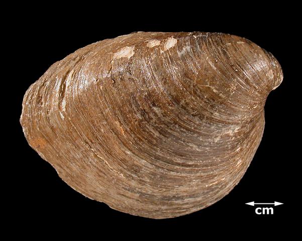 <b><i>Pleurobema rubrum</i> (Pyramid Pigtoe)</b>