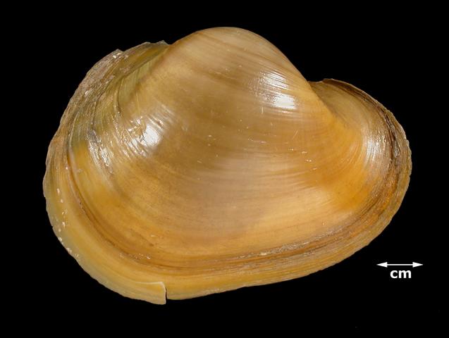 <b><i>Potamilus capax</i> (Fat Pocketbook)</b>