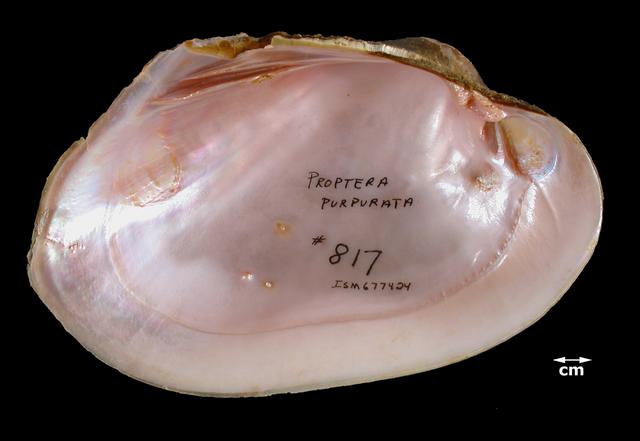 <b><i>Potamilus purpuratus </i>(Bleufer)</b>