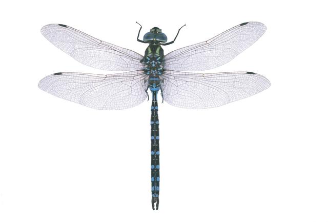 <b>Aeshna constricta</b>  (Lance-tipped Darner)