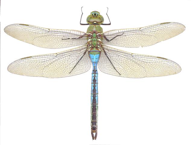 <b>Anax junius</b>  (Common Green Darner)