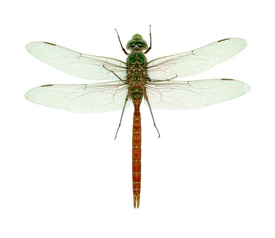 <b>Anax longipes</b>  (Comet Darner)