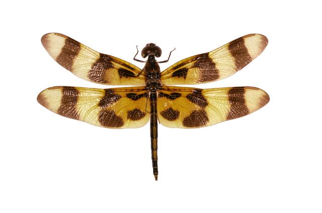 <b>Celithemis eponina</b>  (Halloween Pennant