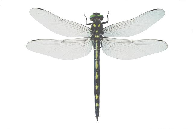 <b>Cordulegaster obliqua</b>  (Arrowhead Spiketail)