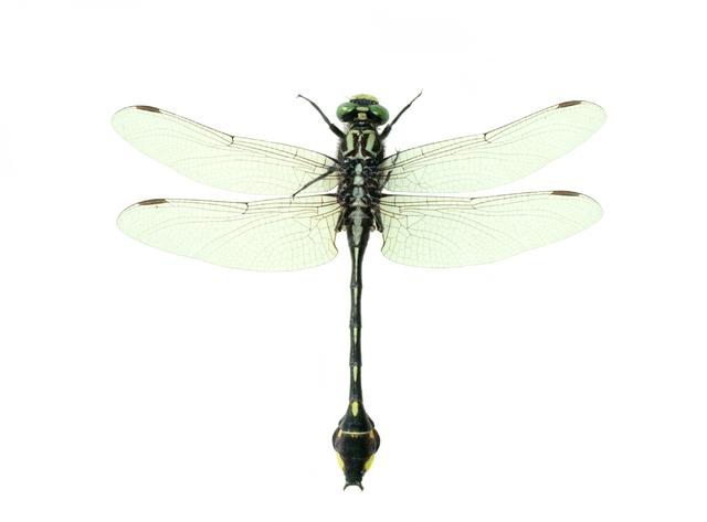 <b>Gomphus vastus</b>  (Cobra Clubtail)