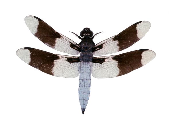 <b>Libellula lydia</b>  (Common Whitetail)