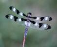 Libellula pulchella  (Twelve-Spotted Skimmer)