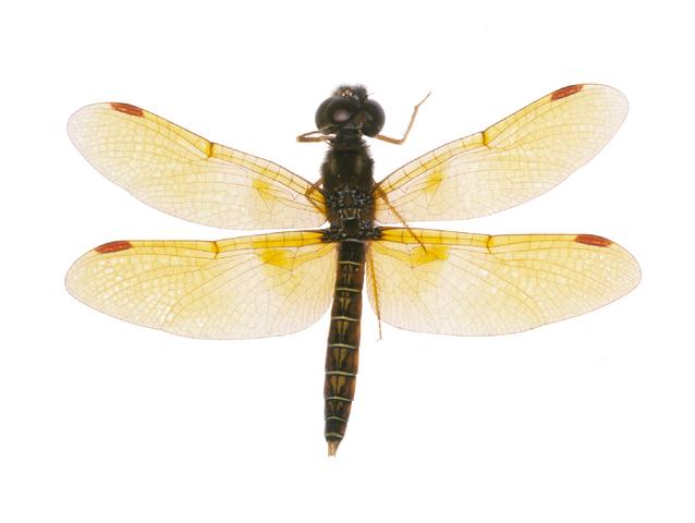 <b>Perithemis tenera</b>  (Eastern Amberwing)