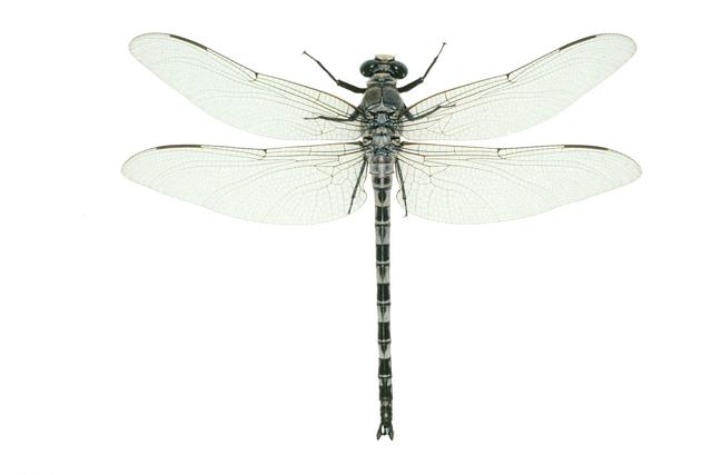 <b>Tachopteryx thoreyi</b>  (Gray Petaltail