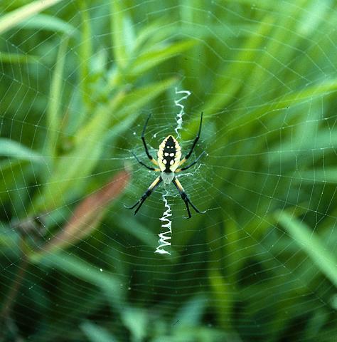 <b>Black and Yellow Garden Spider </b>(<i>Argiope aurantia</i>)