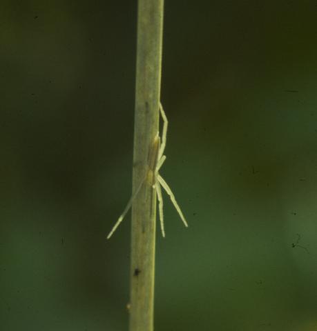 <b>Running Crab Spider </b>(<i>Tibellus duttoni</i>)