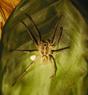 Forest Wolf Spider (Gladicosa gulosa)