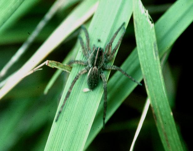 Wolf Spider (<i>Hogna helluo</i>)