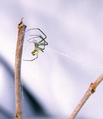 Orchard Spider  (<i>Leucauge venusta</i>)