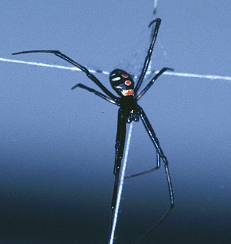 Southern Black Widow, male (<i>Lactrodectus mactans</i>)