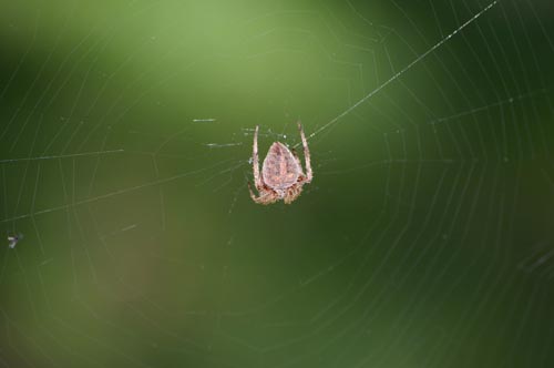 Arboreal Orbweaver (<i>Neoscona crucifera</i> Lucas)