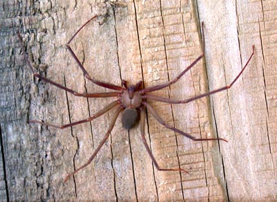 Brown Recluse  (<i>Loxosceles reclusa</i>)