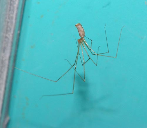 Cellar Spider (<i>Pholcus phalangioides</i>)