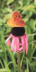 photograph of fritillary on a coneflower