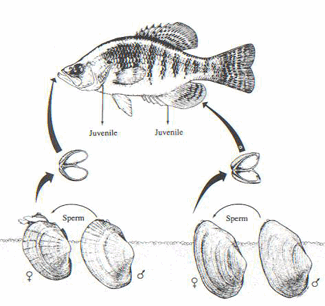 graphic of mussel life cycle