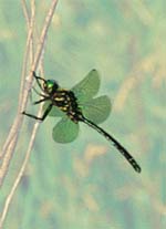 Hines Emerald Dragonfly